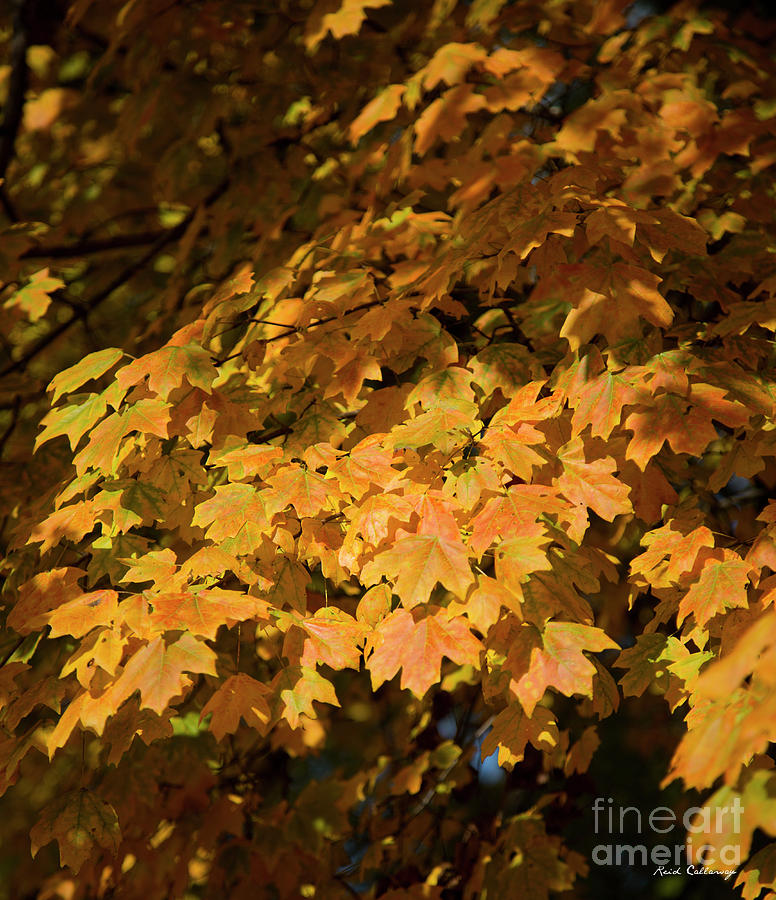 Fall Leaves 10 Autumn Leaf Colors Art Photograph by Reid Callaway