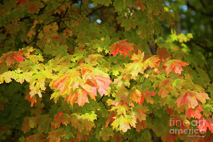 Fall Leaves 11 Autumn Leaf Colors Art Photograph by Reid Callaway