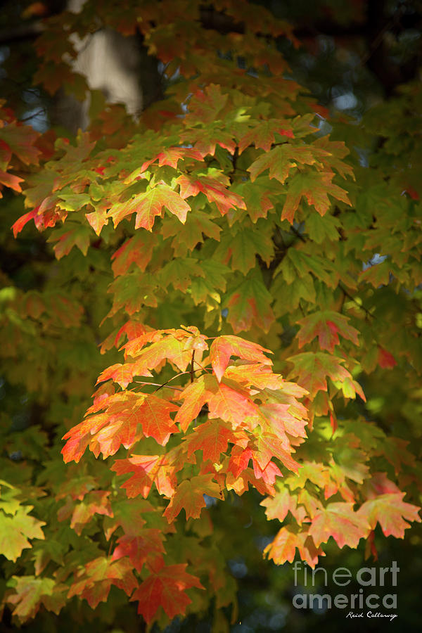 Fall Leaves 13 Autumn Leaf Colors Art Photograph by Reid Callaway