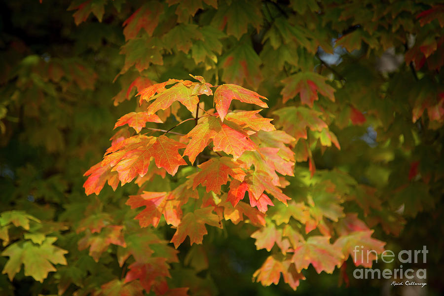 Fall Leaves 12 Autumn Leaf Colors Art Photograph by Reid Callaway