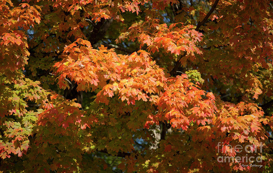 Fall Leaves 3 Autumn Leaf Colors Art Photograph by Reid Callaway