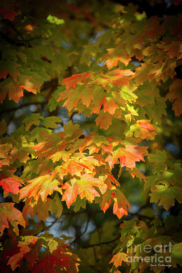 Fall Leaves 7 Autumn Leaf Colors Art Photograph by Reid Callaway