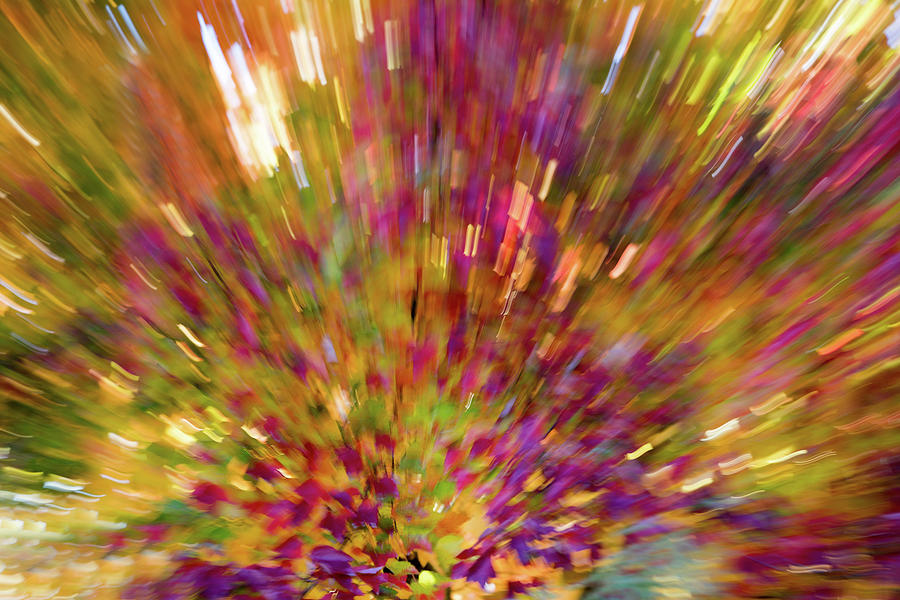 Fall Leaves Abstract 10 Photograph by Rebecca Cozart