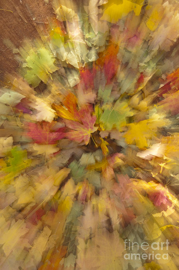 Fall Leaves Abstract Photograph by Sandra Bronstein