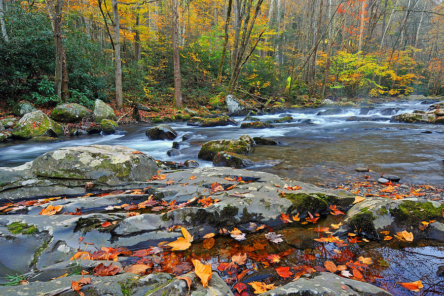 Fall Leaves along Big Creek Photograph by Alan Lenk