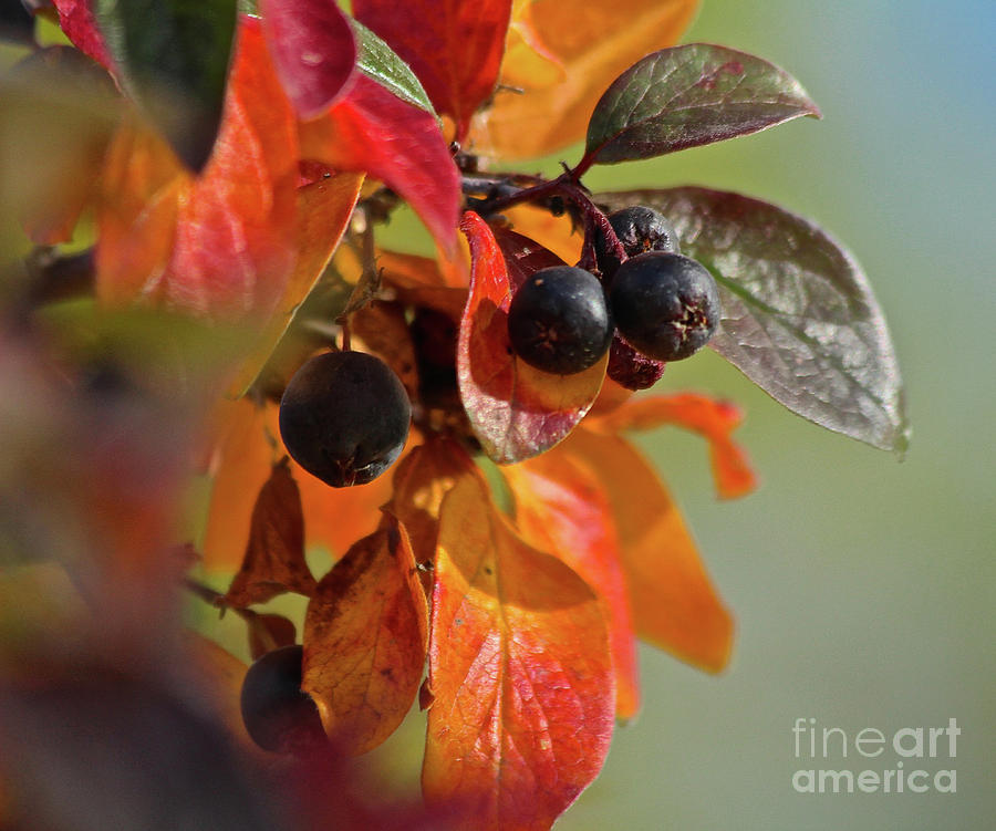 Fall Photograph - Fall Leaves and Berries by Ann E Robson
