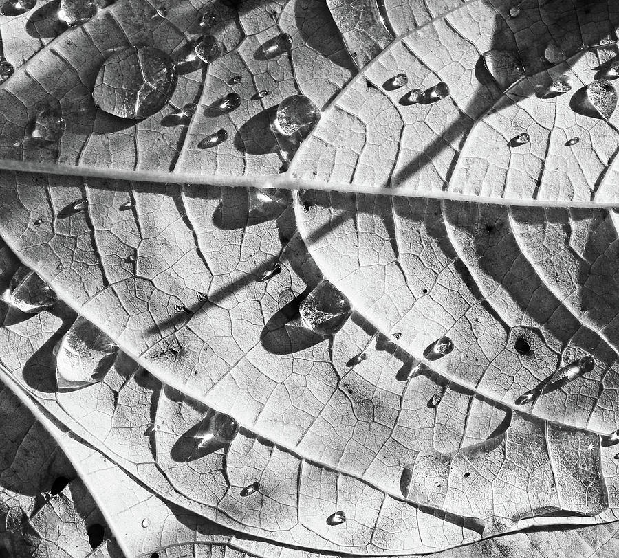 Fall Leaves and Dew 13 2017 BW Photograph by Mary Bedy