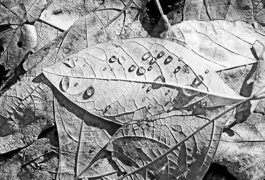 Fall Leaves and Dew 15 2017 BW Photograph by Mary Bedy