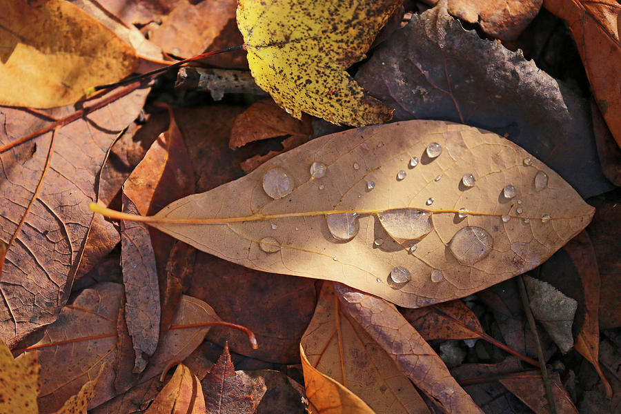 Fall Leaves and Dew 2 2017 Photograph by Mary Bedy