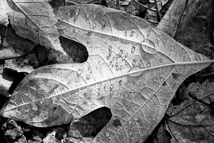 Fall Leaves and Dew 7 2017 BW Photograph by Mary Bedy