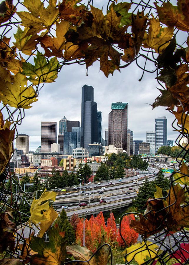 Fall Leaves Around Seattle Photograph by Matt McDonald