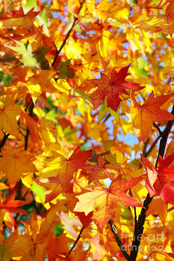 Fall Leaves Background Photograph by Carlos Caetano