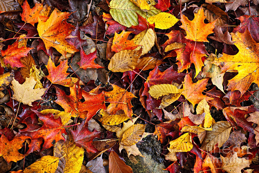 Fall Leaves On Forest Floor Photograph