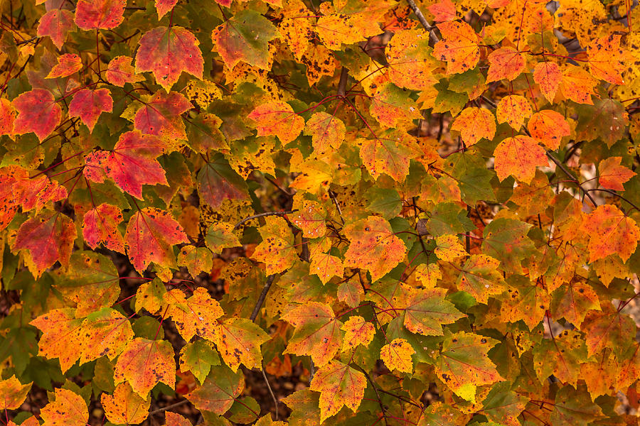 Fall Leaves Background Photograph by Terry DeLuco