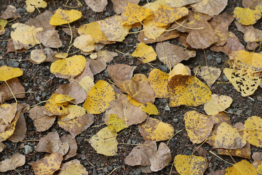 Fall Leaves Photograph by Christy Pooschke