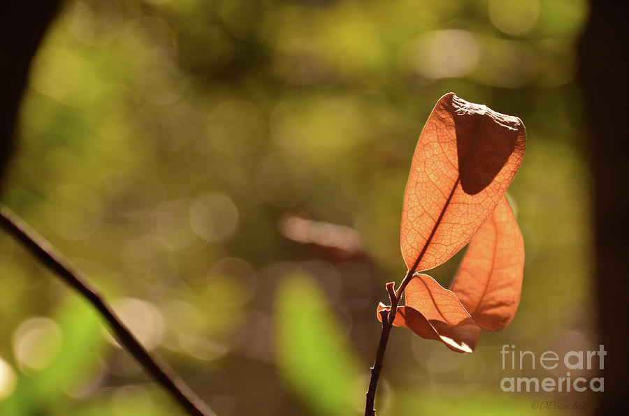 Fall Leaves Curl Photograph by Debby Pueschel