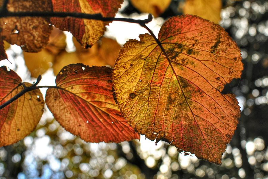 Fall Leaves Photograph by Doug Ash