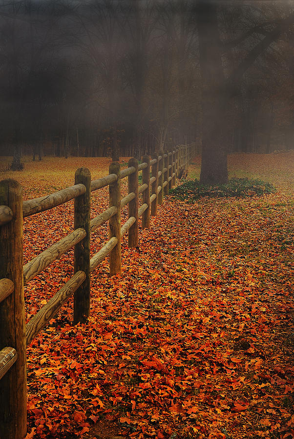 Fall Leaves Down Photograph by Tim Hayes - Fine Art America