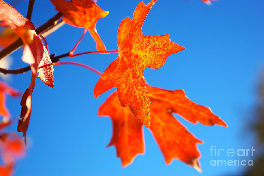 Fall Photograph - Fall Leaves by Gloria Pasko