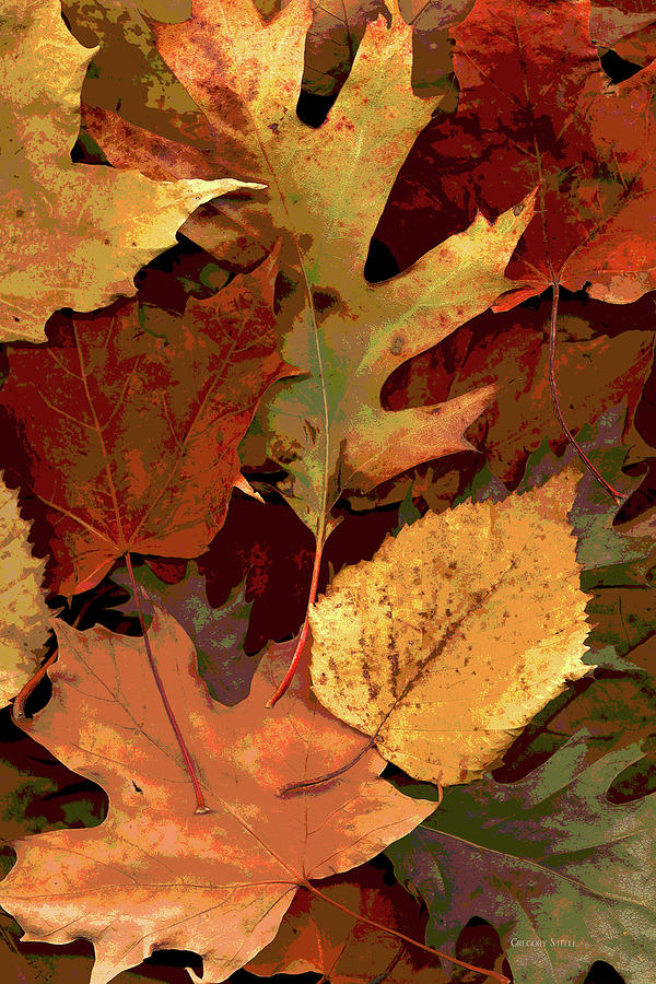 Fall Leaves Photograph by Gregory Steele