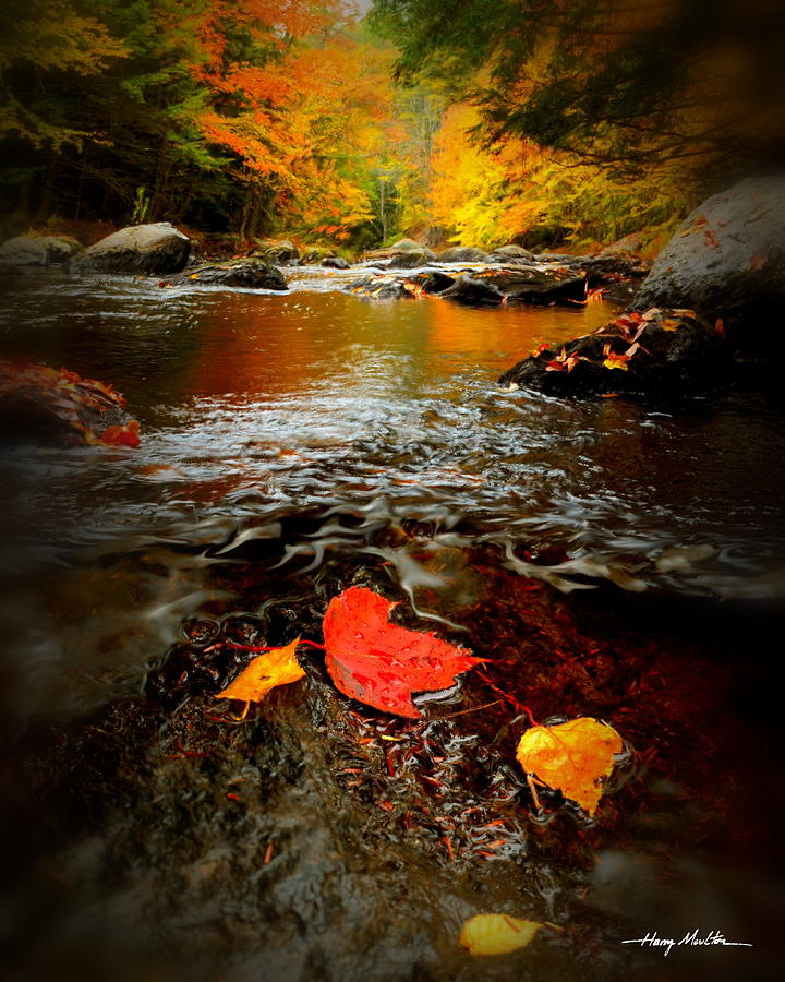 Fall Leaves Photograph by Harry Moulton
