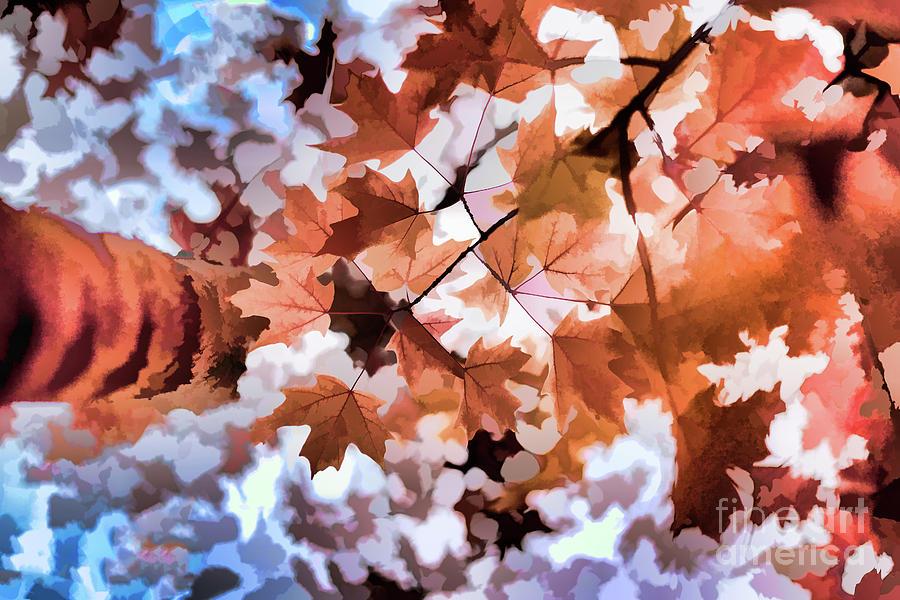 Fall Leaves Impressionism Photograph