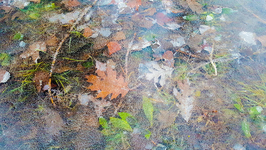 Fall Leaves In A Frozen Puddle Photograph