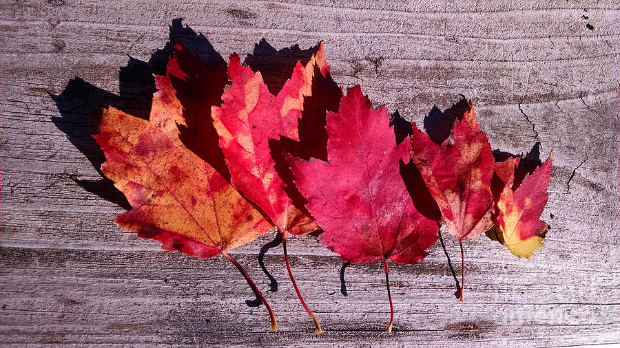 Fall Leaves In A Row Photograph by Stephanie Forrer-Harbridge