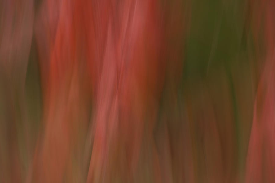 Fall Leaves in Abstract Photograph by Cheryl Day