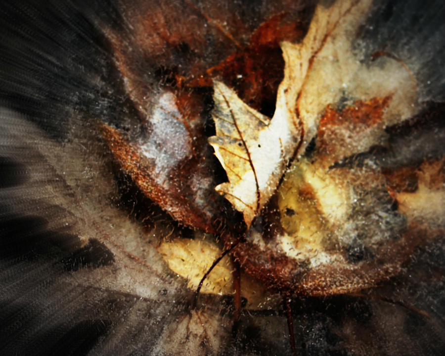 Fall Leaves In Ice Photograph by Kathy M Krause