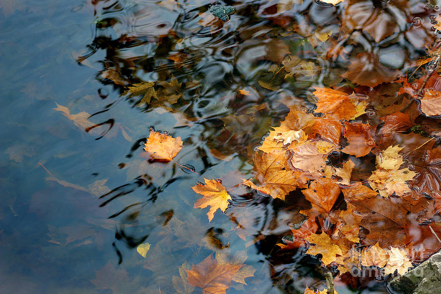 Fall Leaves in Lake Photograph by Karen Adams