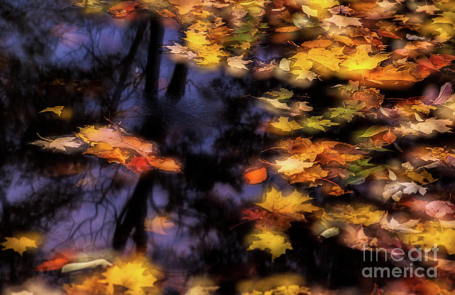 Fall leaves in pond FC6535 Photograph by Mark Graf