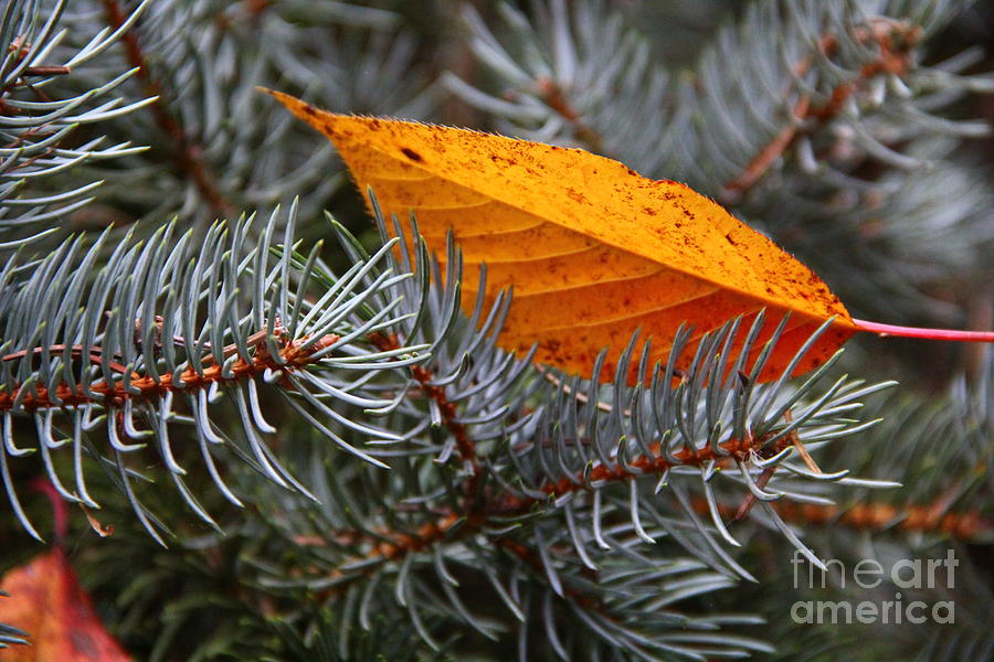 Fall Leaves in the Pine Needle Branches Photograph by Marina McLain
