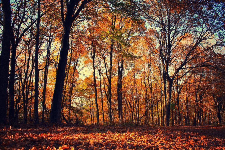 Fall Photograph - Fall Leaves in Van Buren County by Goldie Pierce