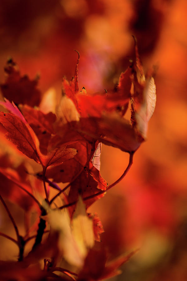 Fall Leaves Photograph by Jay Stockhaus