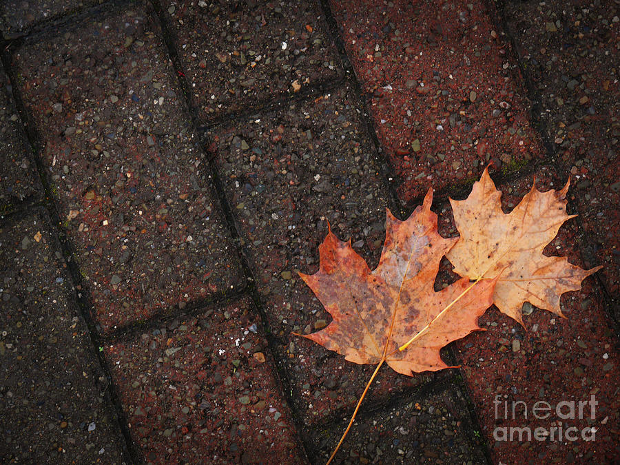 Fall Leaves Photograph by Jeanne  Woods