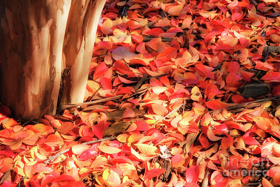 Fall Leaves Photograph by Jill Lang