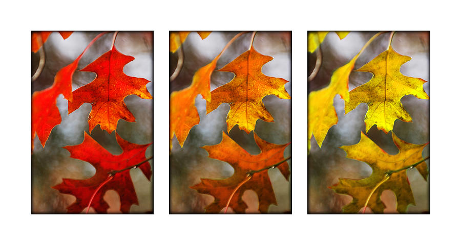Fall Leaves Photograph by Jill Reger