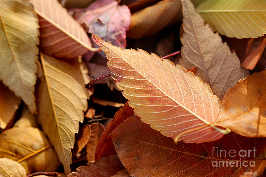 Fall Leaves Photograph by Karen Adams