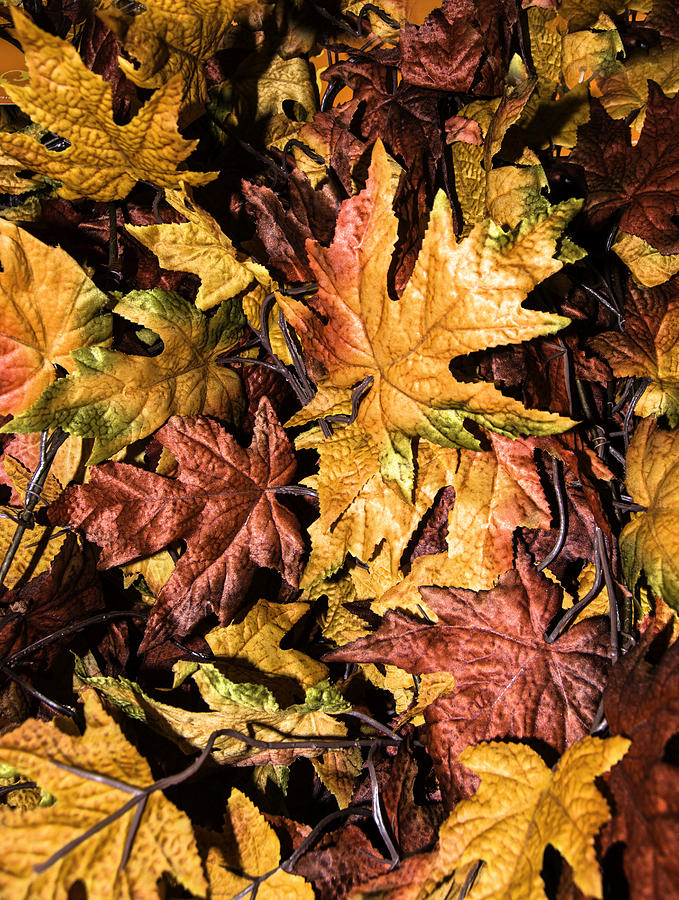 Fall Leaves Photograph by Leticia Latocki