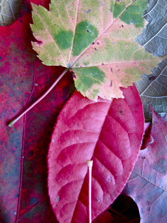 Fall Leaves Photograph by Lori Miller