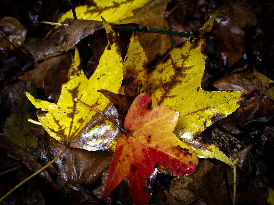 Fall Leaves Photograph by Louis Dallara