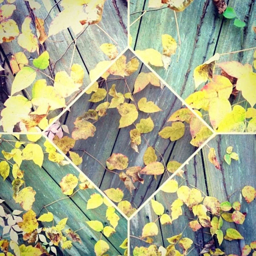 Nature Photograph - #fall #leaves #nature #beautiful #love by Shyann Lyssyj 