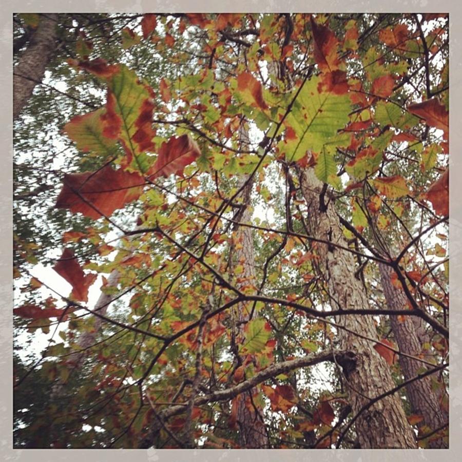 Nature Photograph - #fall #leaves #nature #sky #clouds by Shyann Lyssyj 