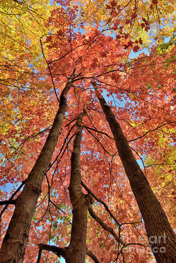 Fall Leaves Photograph by Norman Gabitzsch