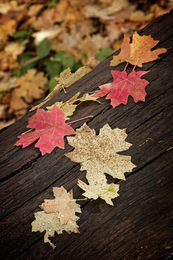 Fall Leaves on a Fallen LOg Photograph by Teresa Wilson