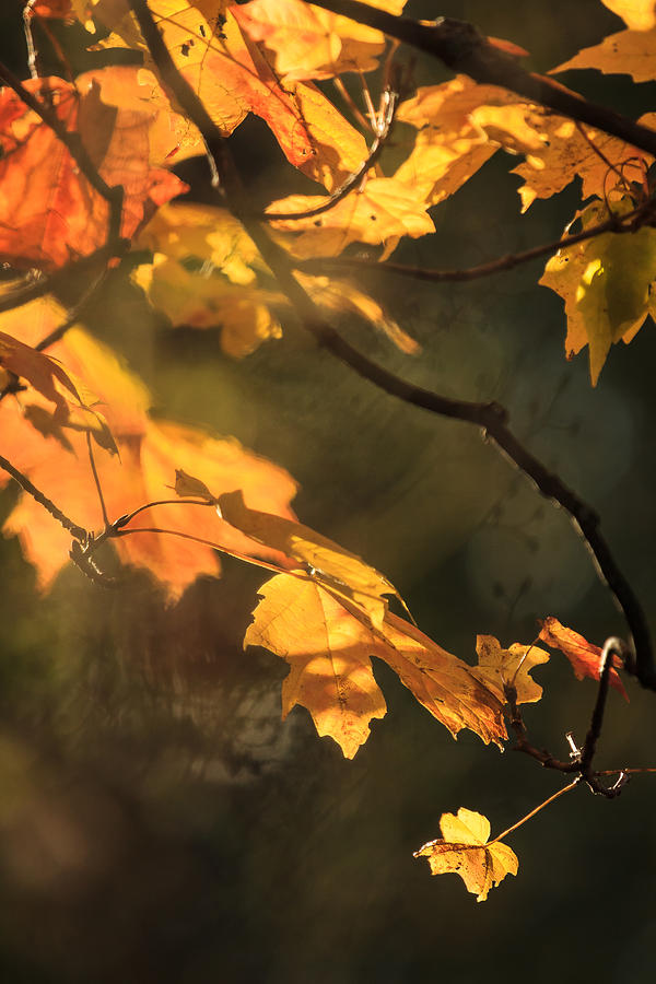 Fall Leaves on a Soft Background Photograph by Joni Eskridge