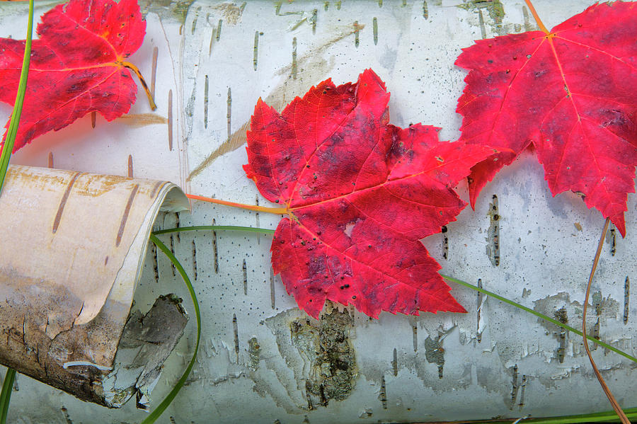 Fall Leaves on Birch Photograph by Nancy Dunivin