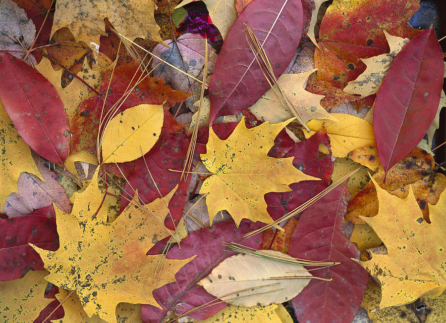 Fall Leaves on Forest Floor Photograph by Tim Fitzharris