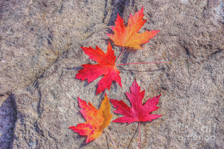 Fall Leaves on Rock Digital Art by Randy Steele